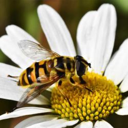 Myathropa florea is a common hoverfly, whose larvae feed on aphids. It is a wasp mimic.