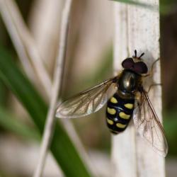 The yellow markings on the abdomen of Eupeodes luniger don't reach to the edges of the insect's upper abdomen.