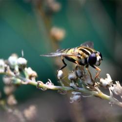 Most markedly, Helophilus trivittatus has black and yellow stripes on its thorax that run front-to-back.