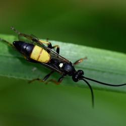 Females of this parasitic wasp lay their eggs inside the caterpillars of the Large Yellow Underwing moth.