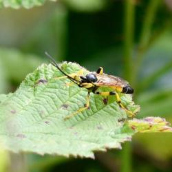 This ichneumon wasp is a member of the Ichneumoninae subfamily (consisting of perhaps 65 members).