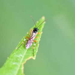 Diplazon laetatorius is a parasitoid ichneumon wasp that specializes in laying eggs in hoverfly larvae.