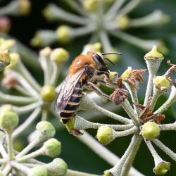 The Ivy Bee is a mining bee, meaning that it is ground-nesting. They tend to be solitary, building underground nests.
