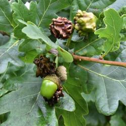 The Knopper Oak Gall Wasp lays its eggs in oak acorns, causing an obvious deformity, which is probably chemically induced.