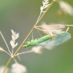 This lacewing, the Nineta vittata, is no longer than 2 centimetres. It is active in June and July.