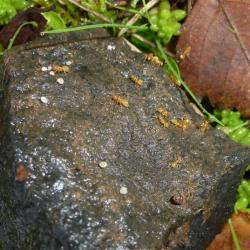 The colour of the Yellow Meadow Ant can vary from yellow to brown, with queens and males being of a darker colour.  