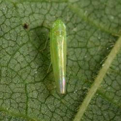 Empoasca vitis is between 3 and 4 millimetres long, predominantly green but with white markings on its head.