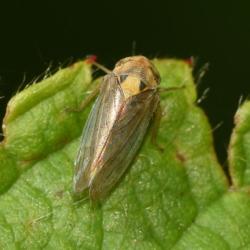 This species of leafhopper feeds on Brambles and is found as far north as Yorkshire.