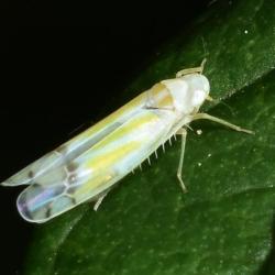 This is one of the most common leafhoppers, being usually found on brambles.