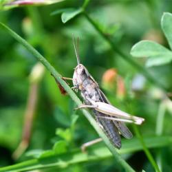 The Lesser Marsh Grasshopper is a brown or green species that has straight keels.