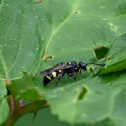 This yellow-banded, waisted wasp was seen in the cemetery in July 2024.