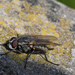 These small flies - and their larvae - are parasites of various solitary bees, ants and social and solitary wasps.