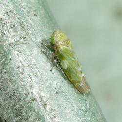 This pale-yellow leafhopper feeds on cypress trees (hence the second part of their Latin name).