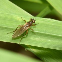 One can see Yellow Spear-winged flies from spring to autumn. They generally live in leaf litter.