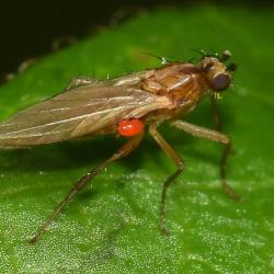 A Spear-winged fly with a small red mite attached.