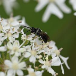 The Common Yellow-face Bee has a wingspan of between 4 and 5 millimetres.