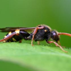 Marsham's Nomad Bee is a widespread and locally common species of bee.