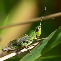 As their name suggests, Meadow Grasshoppers prefer grassland habitats. They are common and widespread in Britain.