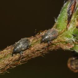 These very small weevils - about 2.5 mm in length - were photographed on Ribwort Plantain, one of its favourite food sources.