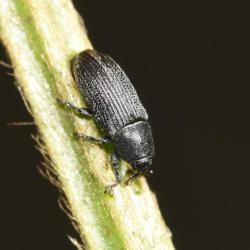 This small weevil - about 3.5 mm in length - was photographed on Ribwort Plantain, one of its favourite food sources.