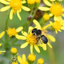 These bees chew up the edges of leaves to make a cement with which they seal their nests.