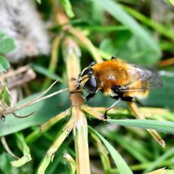 Merodon equestris (Narcissus Bulb Fly) appears in a variety of colours, enabling it to mimic different bumblebees. 