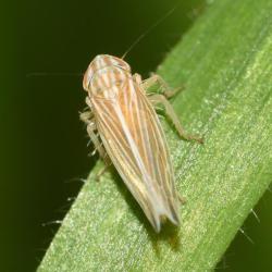 This species of planthopper is found in grass habitats in southern Britain between June and November.
