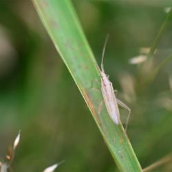 The Notostira elongata is a grass bug no longer than 8 millimetres, distinguishable from the many other members of the family by the furrow between its eyes.