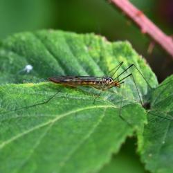 This cranefly has dark wing markings, alternating yellow and black bands on the abdomen and distinctive yellow and black markings on its head and thorax, with its head having a pronounced orange colour.