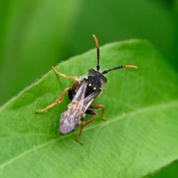 Large Nomad bee, undetermined species, mid-April 2025.