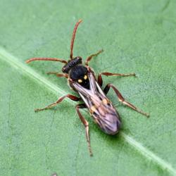 A Nomad bee photographed in May 2024.