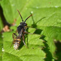 This is a male Nomad bee that closely resembles a Fork-jawed Nomad Bee.