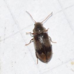 The Ivy Boring Beetle is small (at 2.5 to 3.5 millimetres). Its larvae bore into the stems of Common Ivy.