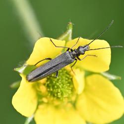 Oedemera lurida is a slender greyish beetle about 6 - 8 millimetres long.