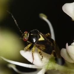 These small bugs are often seen on Hogweed.