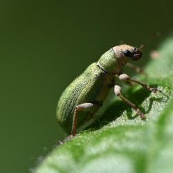 The bright green Pachyrhinus lethierryi is very small, between 3.5 and 4.5 millimetres in length.