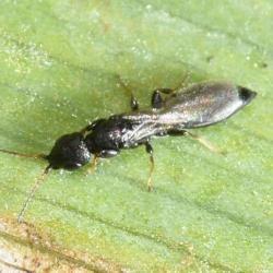 Bethylid (or 'flat') wasps are small parasitic wasps that attack the larvae of beetles, weevils and moths.