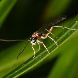 This ichneumon wasp parasitizes a family of smaller wasps (including the Sphecidae) that build their nests in burrows or tree stumps.