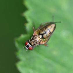 Phaonia angelicae is a widespread and frequent insect in England.