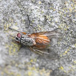 This common orange-coloured housefly reproduces several times a year. Larvae overwinter.