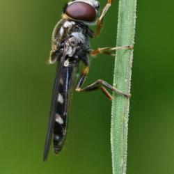 Platycheirus scutatus (hoverfly), Heene Cemetery in Worthing