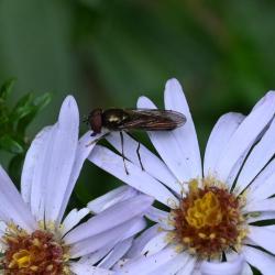 The White-footed Hoverfly is a small, slender hoverfly with silver-grey markings.