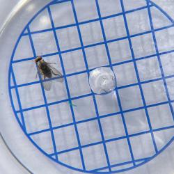 The wings of flat-footed flies tend to extend some way beyond the tip of their abdomen.