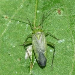 The Potato Capsid is widespread and can commonly be found in meadows and grasslands across Britain.