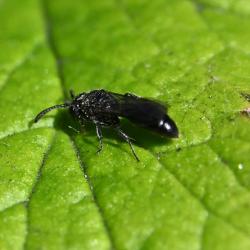 This small sand wasp in the genus Psenulus nests in dead wood and stems, and preys on aphids.