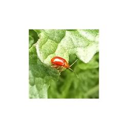 The tiny Ragwort Flea Beetle feeds on Common Ragwort.