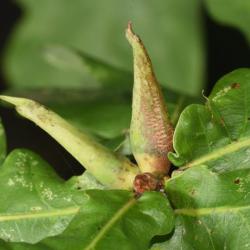 The adult wasps appear to choose oak trees as their host, including the Pedunculate Oak.
