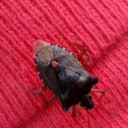 These shield bugs are between 11 and 14mm in length. Their large brown bodies and bright orange legs make identification easy (even if they land on a red jumper). (Photo credit: Ang White.)