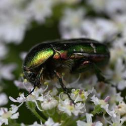 Rose Chafers are active between April and September, flying clumsily, usually being seen in sunny weather.
