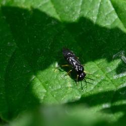 Females of this sawfly are glossy black with pale yellow legs, the lower sections of which are dark/black.